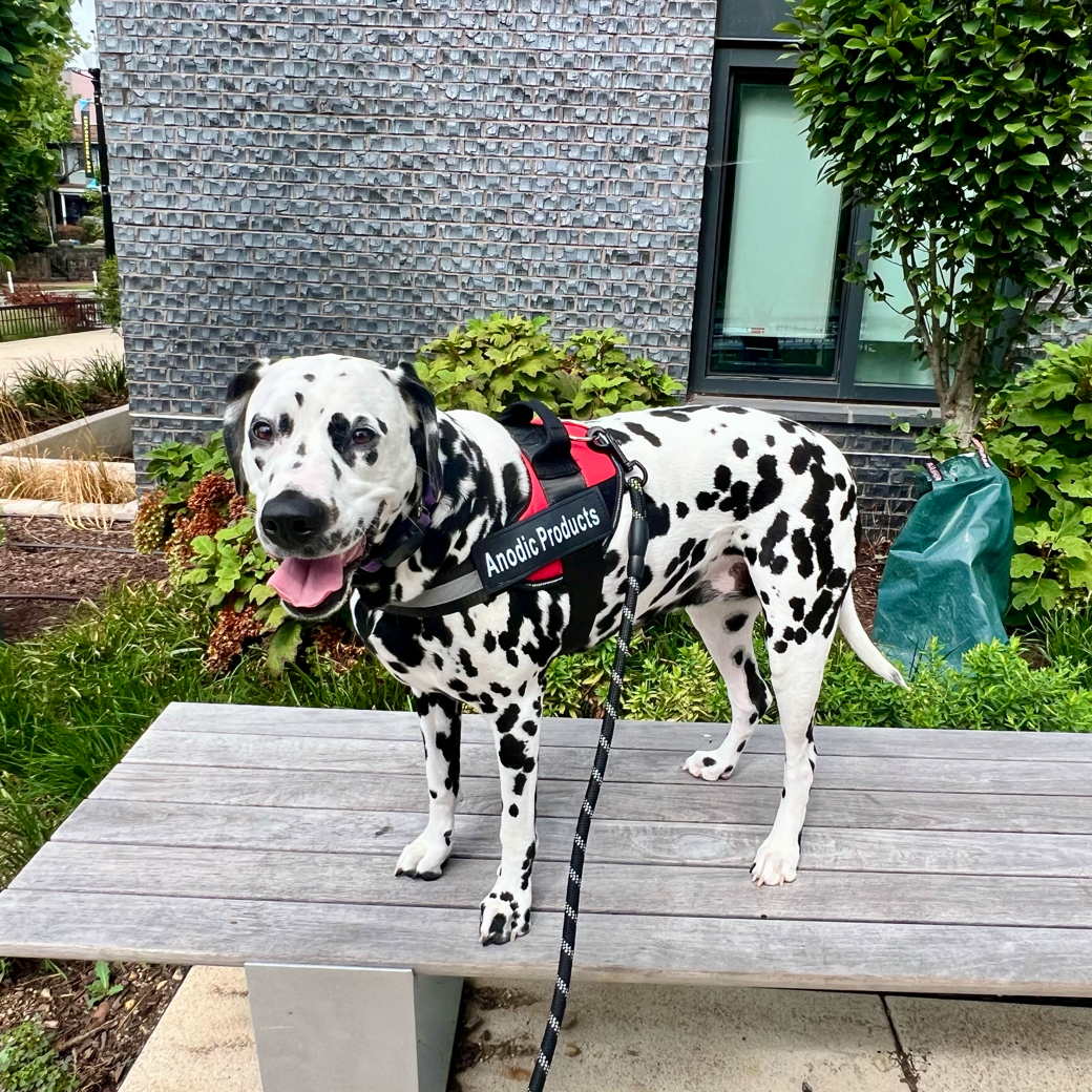 Personalized No Pull Dog Harness