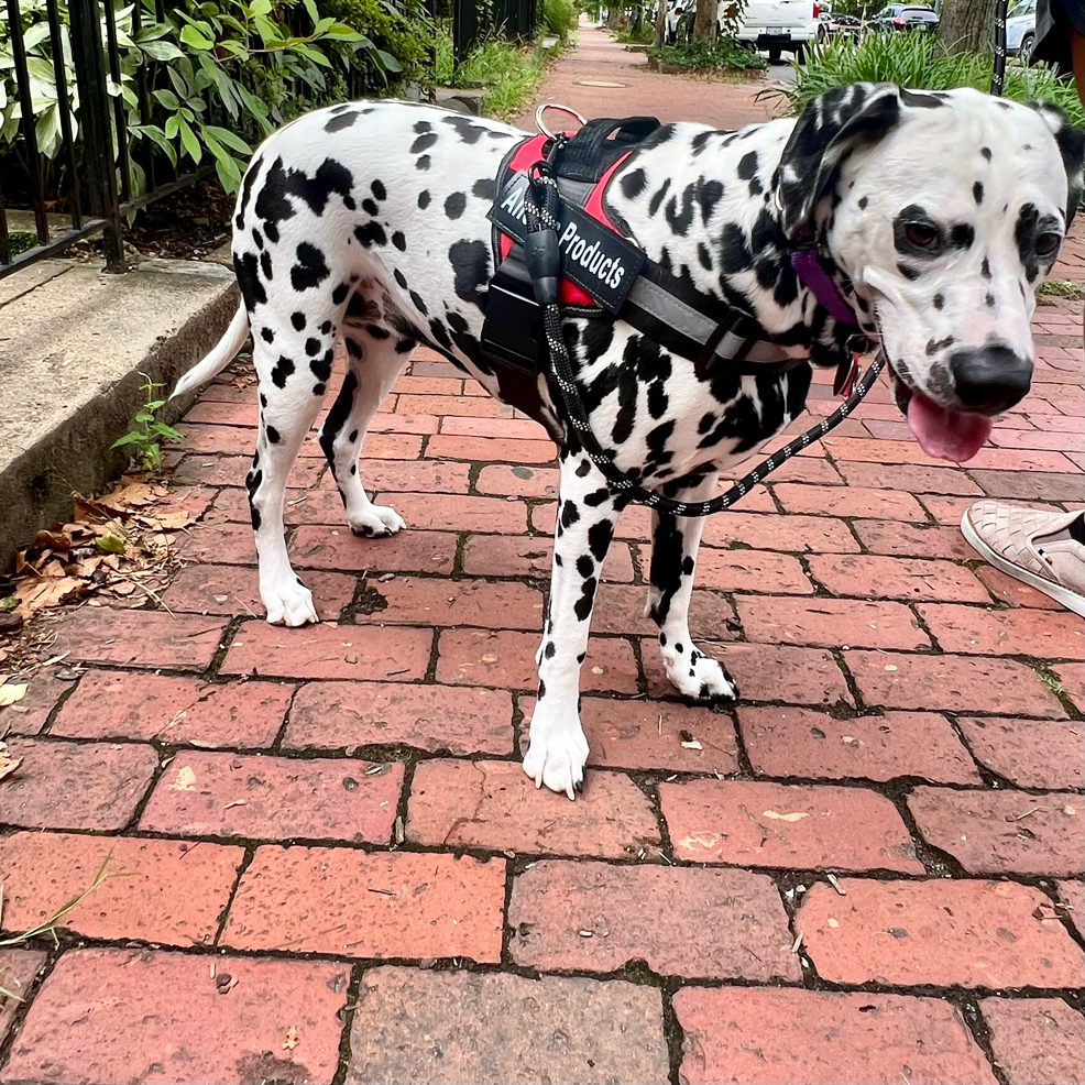 Personalized No Pull Dog Harness