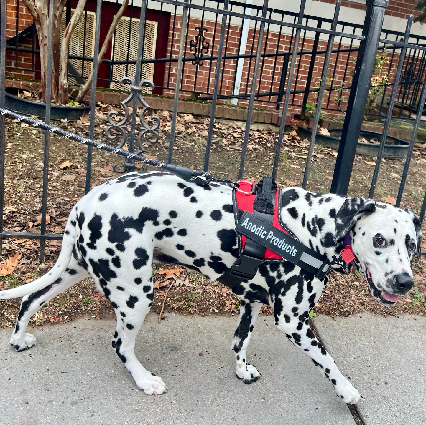 Personalized No Pull Dog Harness