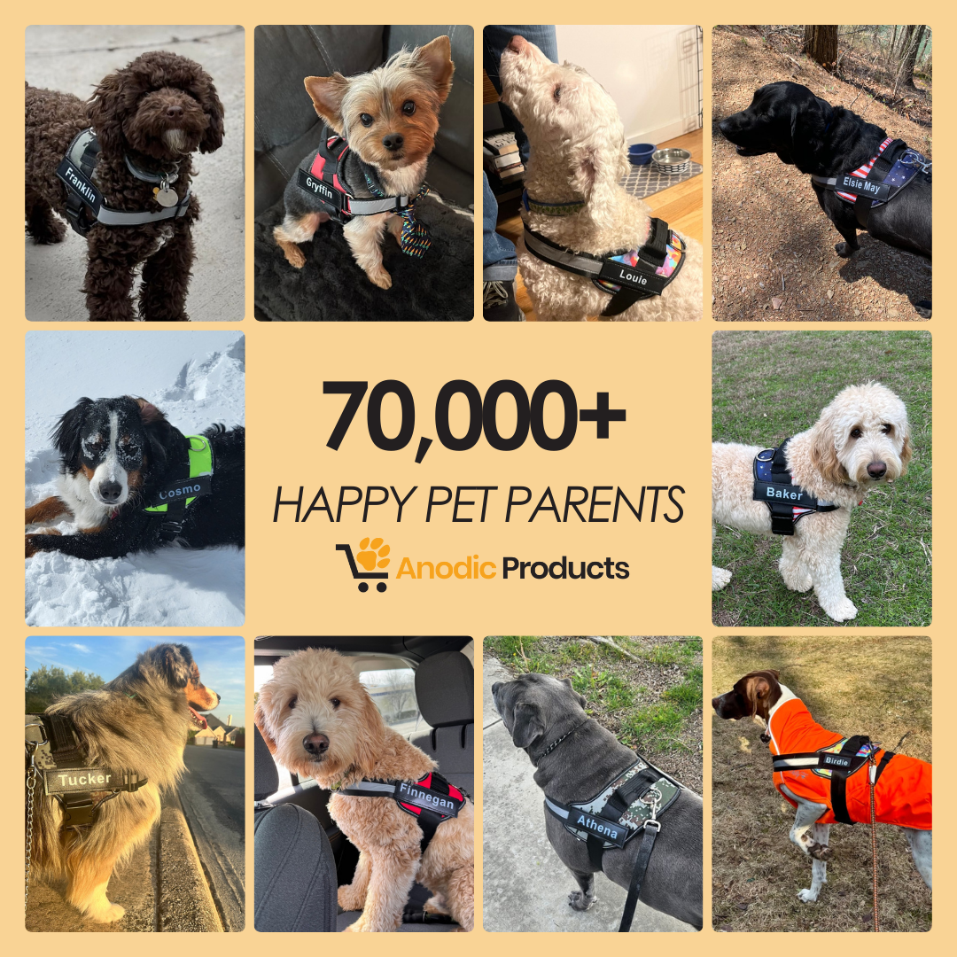 Personalized No Pull Dog Harness