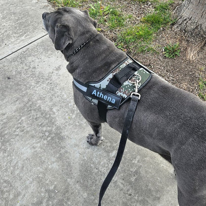 Personalized No Pull Dog Harness