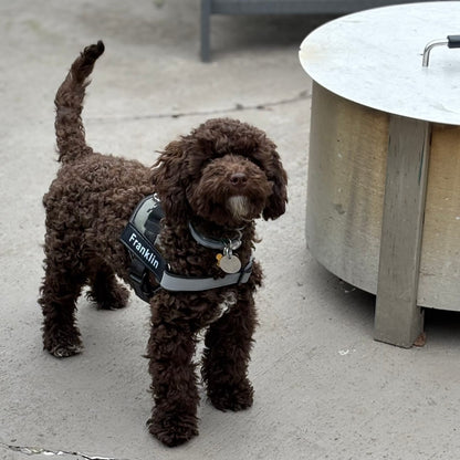 Personalized No Pull Dog Harness