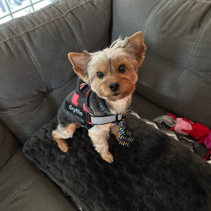 Personalized No Pull Dog Harness